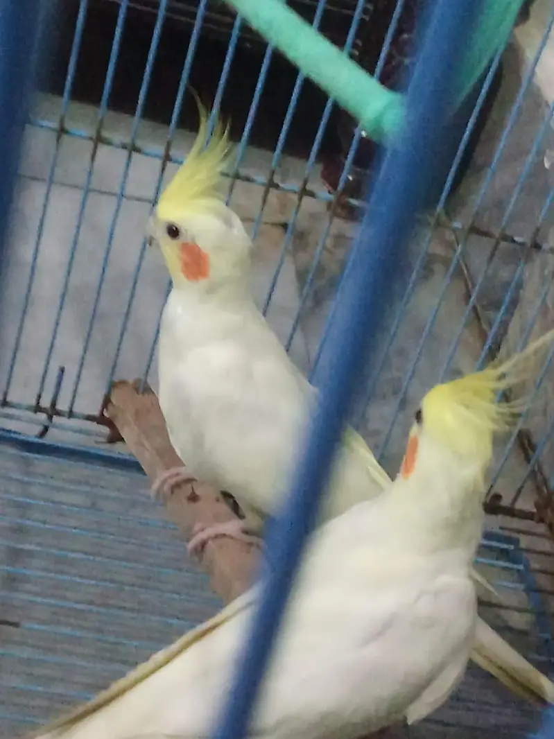 cocktail pair for sale — photo 2
