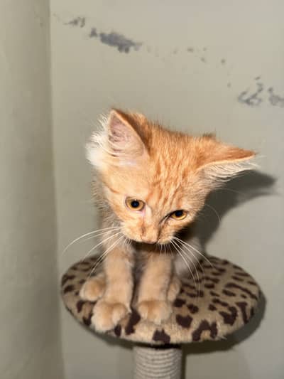 Persian kitten