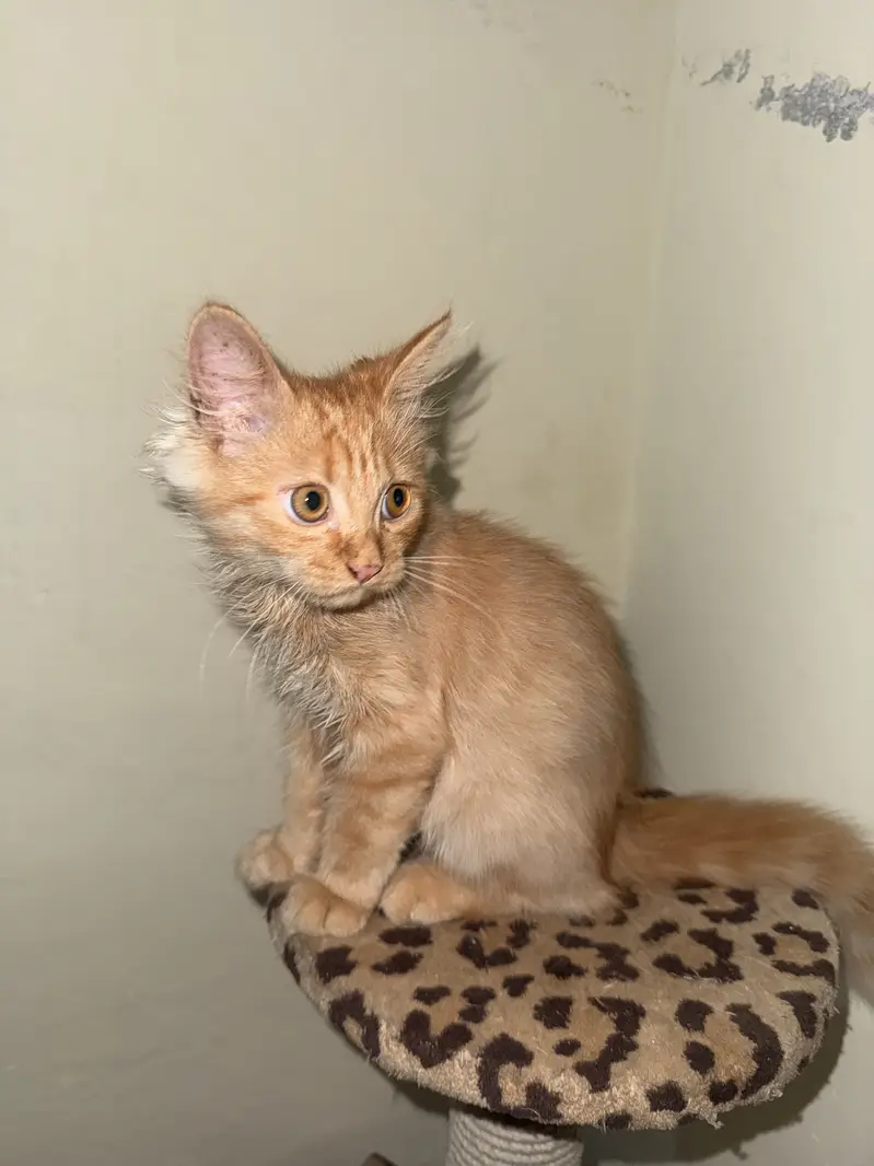 Persian kitten — photo 2