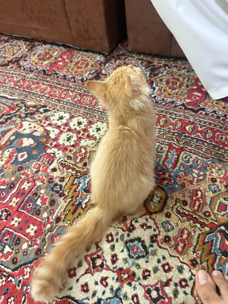 Persian kitten — photo 3