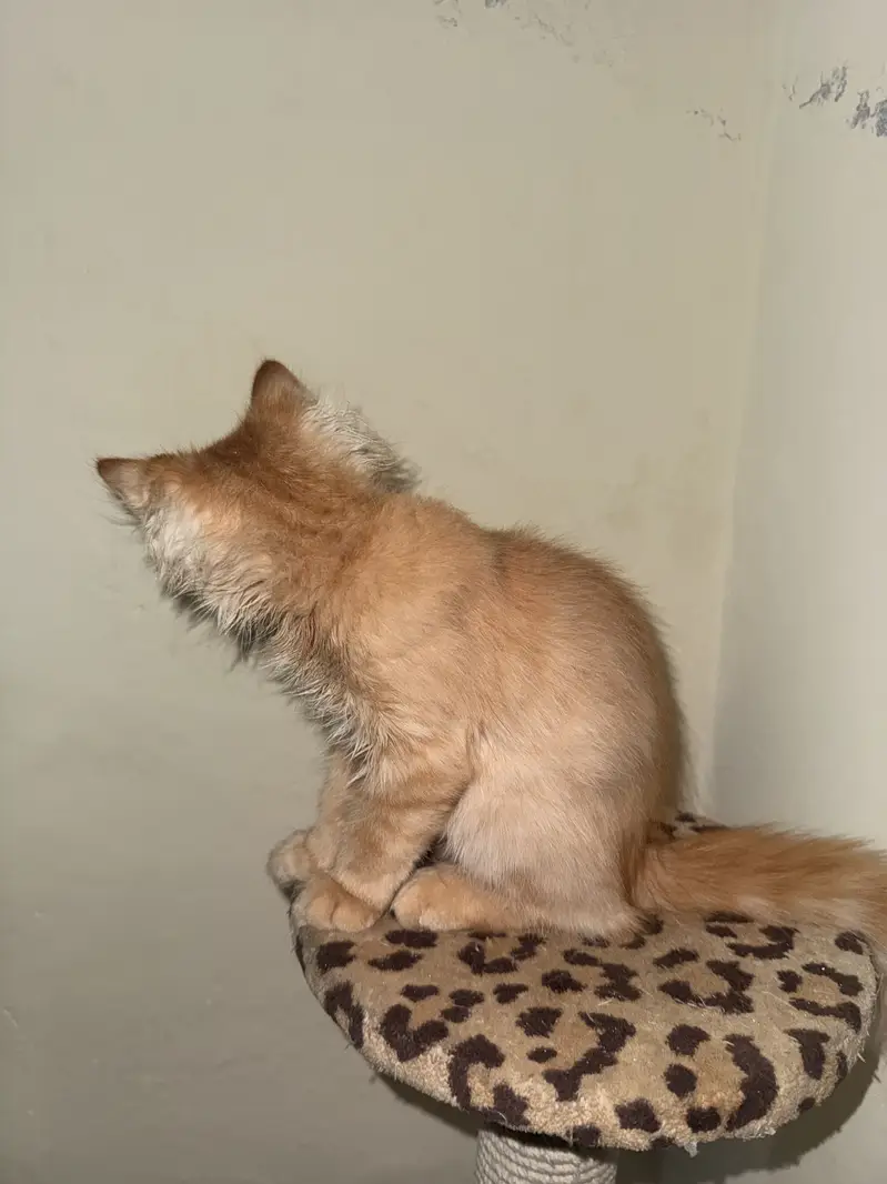 Persian kitten — photo 4