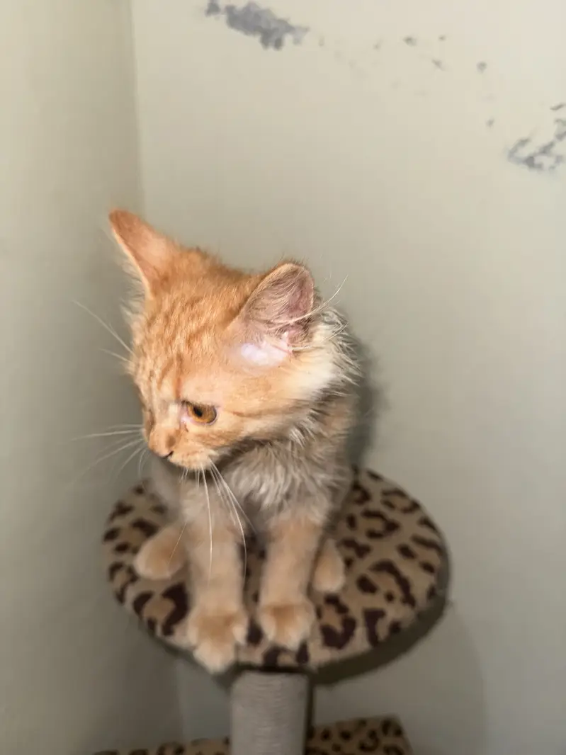 Persian kitten — photo 5