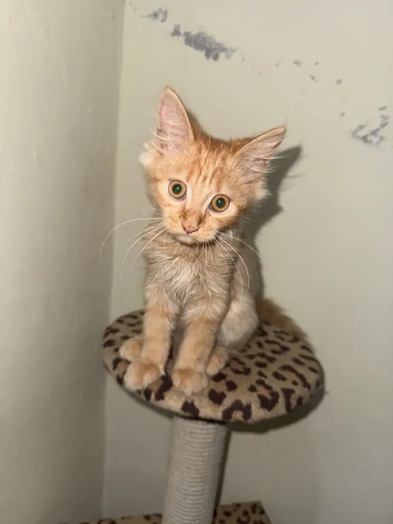 Persian kitten — photo 6