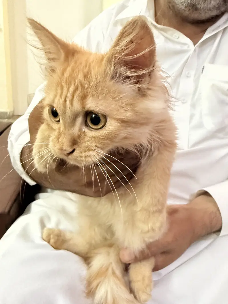 Persian kitten — photo 7