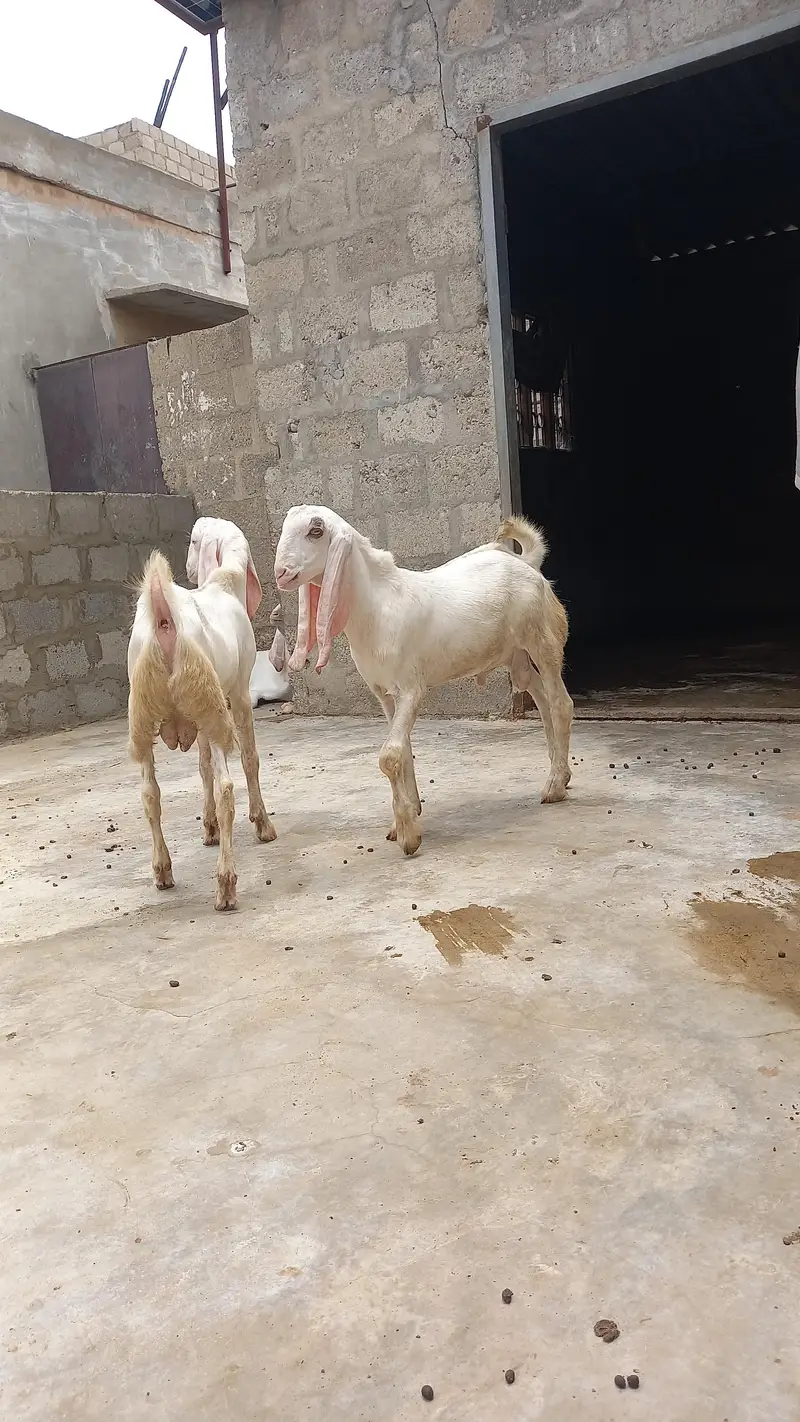 White Bakra