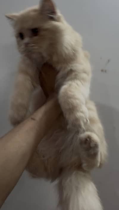 Persian kitten triple coat fr sale