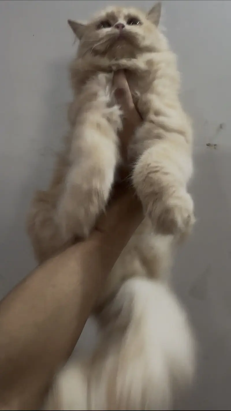 Persian kitten triple coat fr sale — photo 2