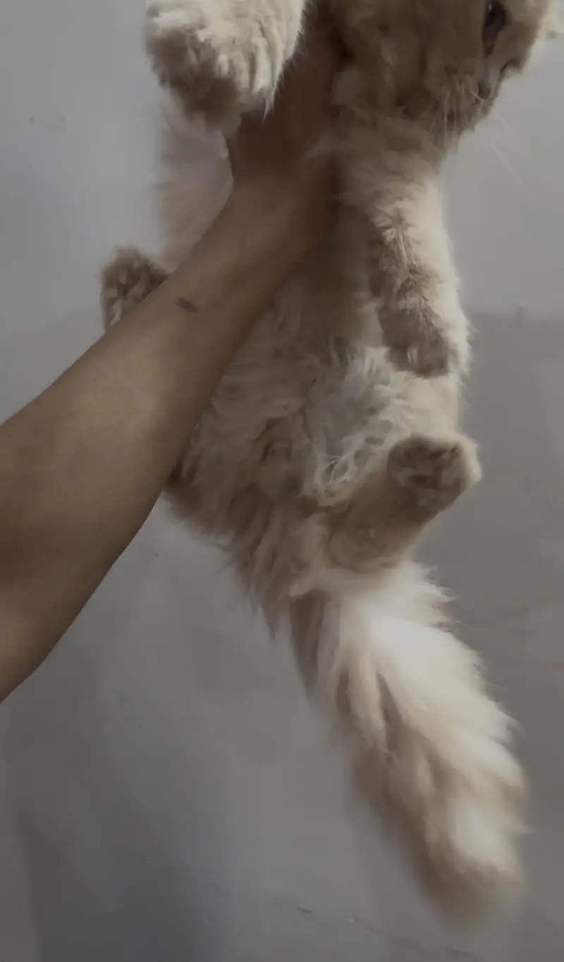 Persian kitten triple coat fr sale — photo 3