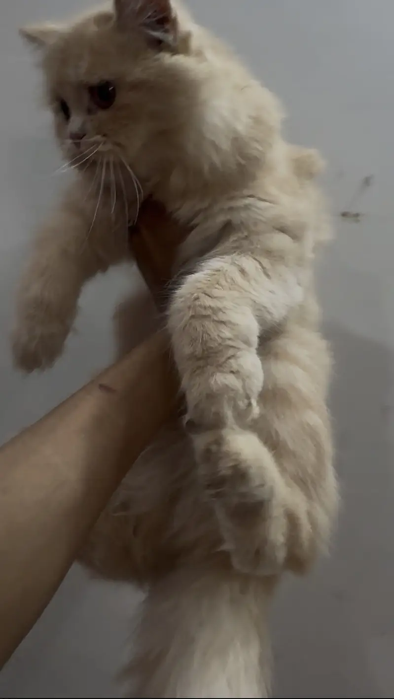 Persian kitten triple coat fr sale — photo 4