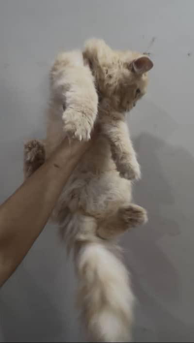 Persian kitten triple coat fr sale