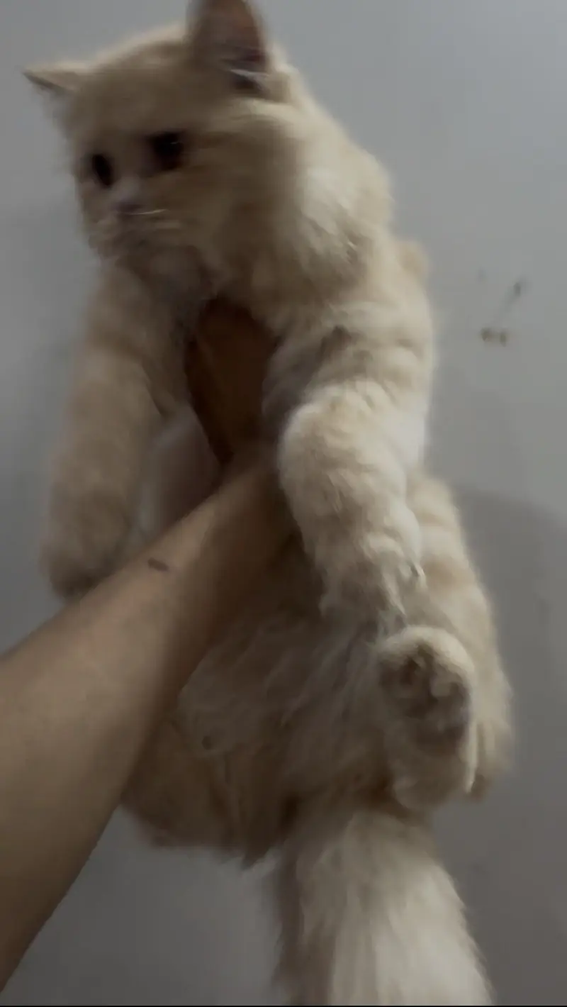 Persian kitten triple coat fr sale — photo 6