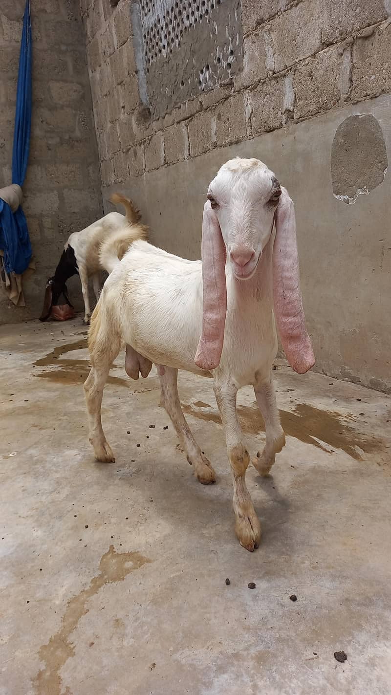 White Bakra 1