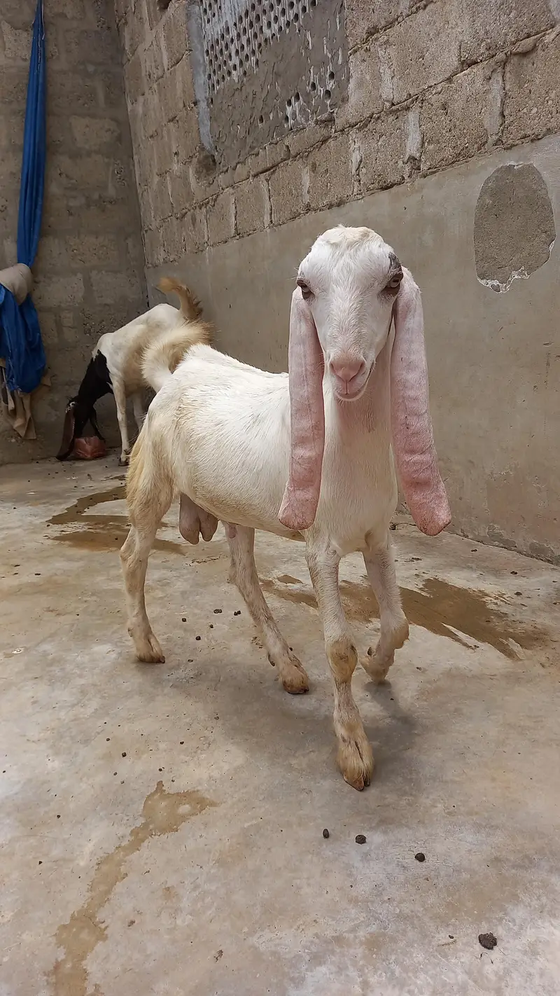White Bakra — photo 2