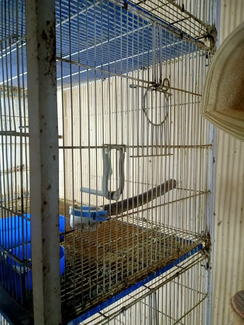 cages available — photo 3