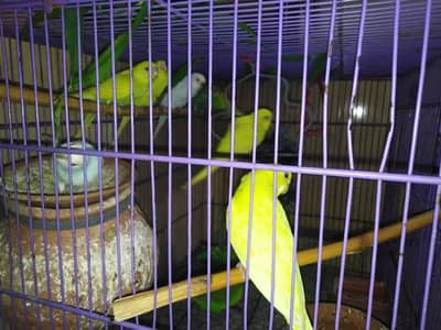 10 Austrailian budgies |breader pair| 6 feamel 4 males