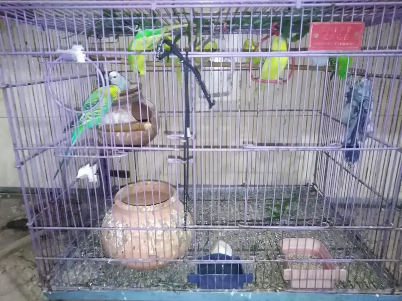 10 Austrailian budgies |breader pair| 6 feamel 4 males — photo 2