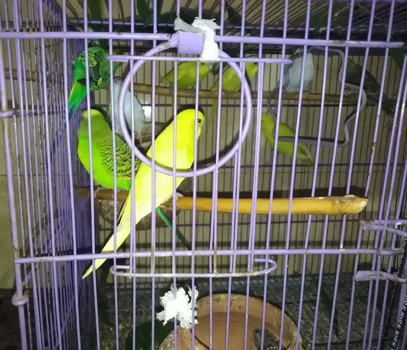10 Austrailian budgies |breader pair| 6 feamel 4 males — photo 3