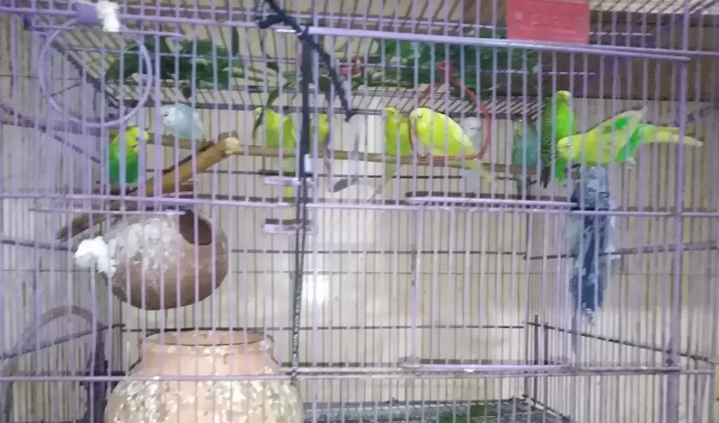 10 Austrailian budgies |breader pair| 6 feamel 4 males — photo 4