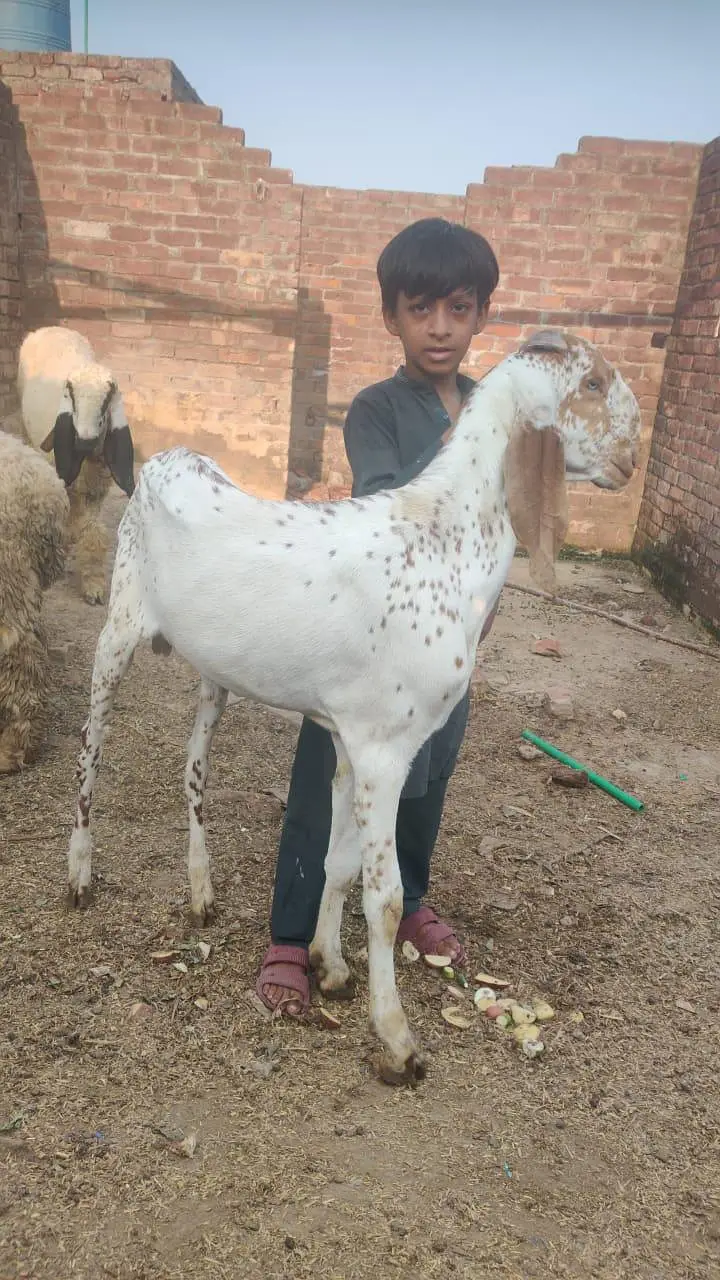 Maala bakr dasi 11 mahini kia  bach