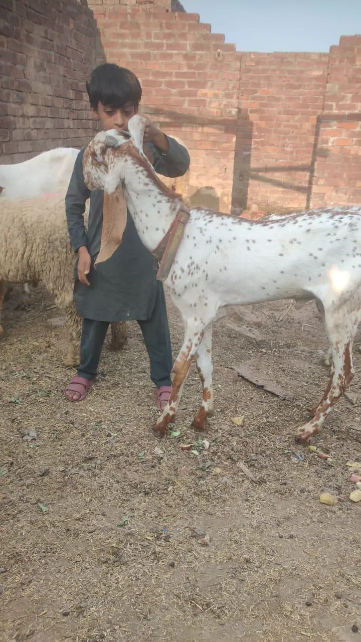 Maala bakr dasi 11 mahini kia  bach — photo 2