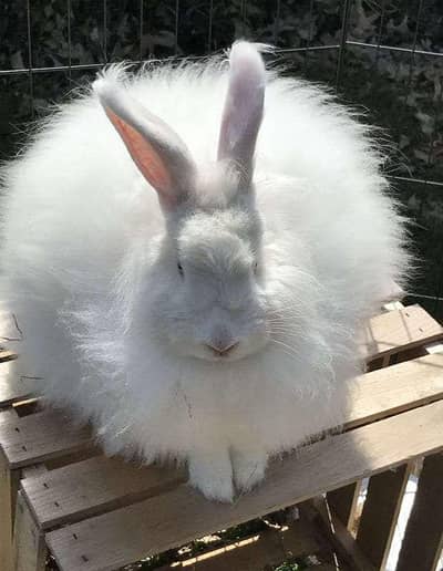 Angora Rabbit for sale