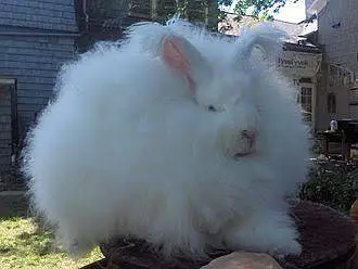 Angora Rabbit for sale — photo 2