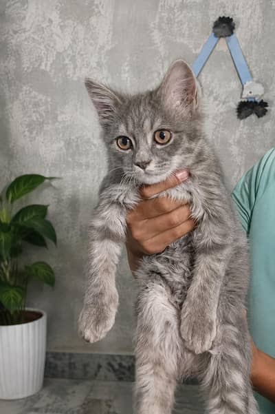 Cat + cage for sale