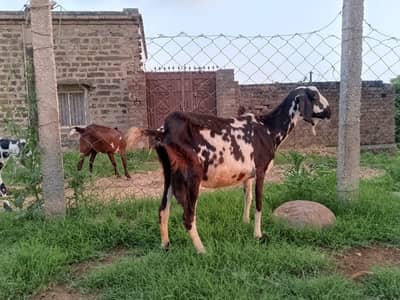 dasi Goats