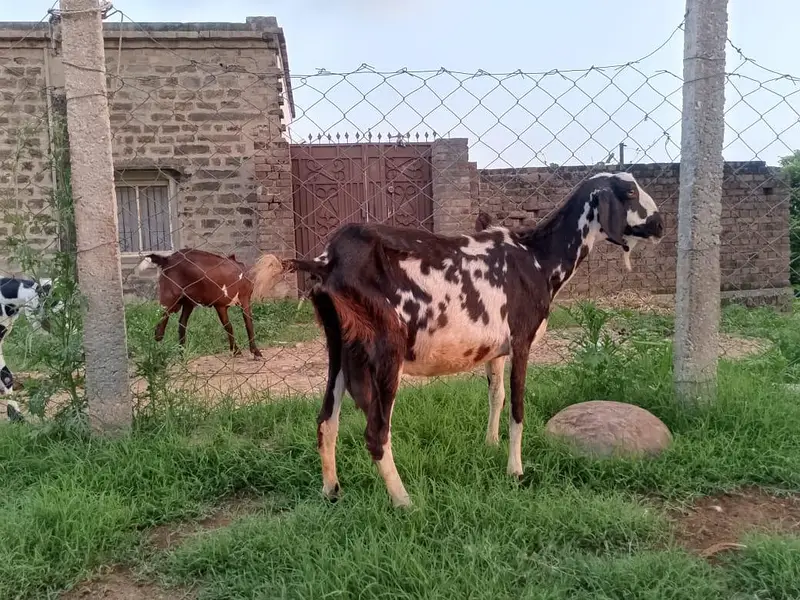 dasi Goats