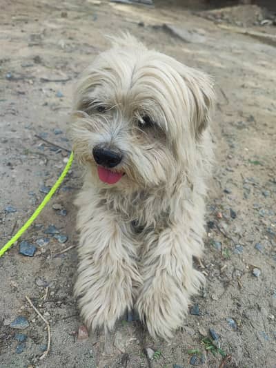 Poodle Male Boy For Sale || Exchange Possible