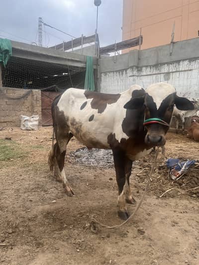 Cow for