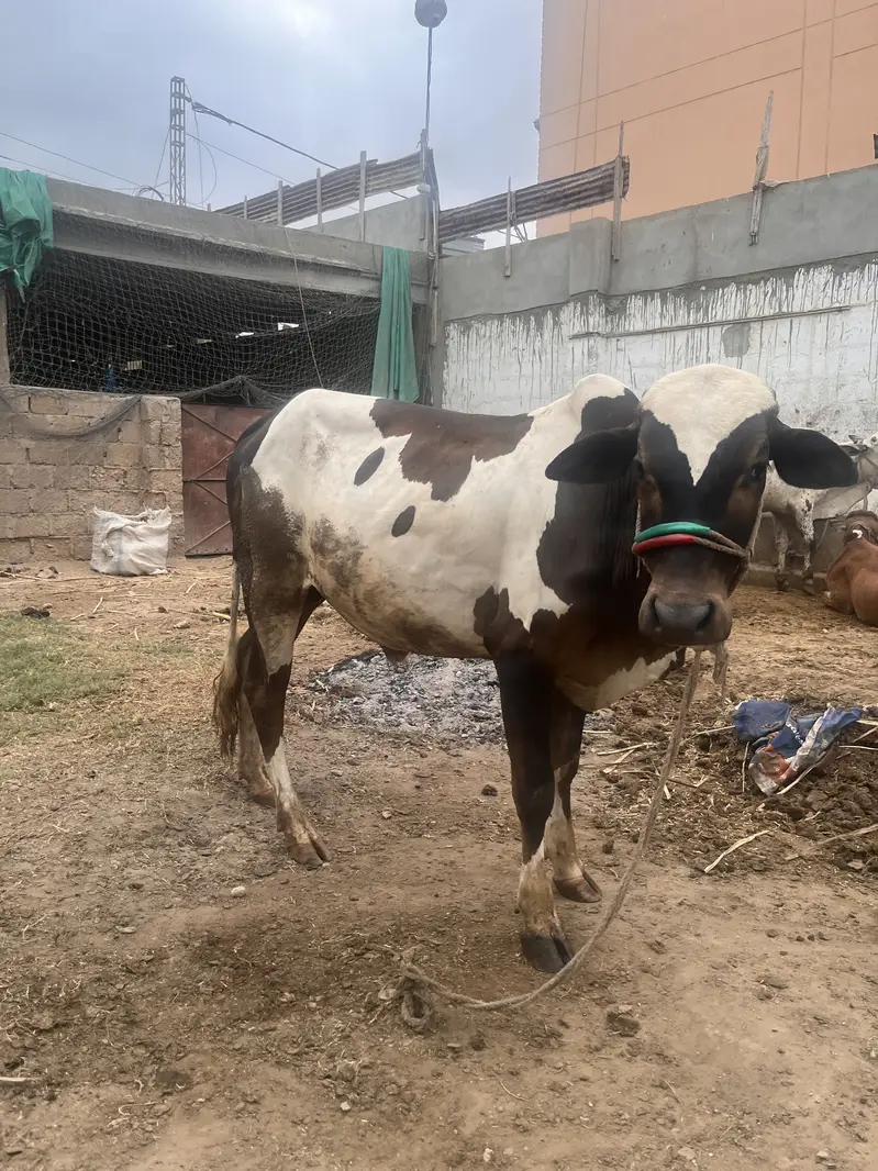 Cow for