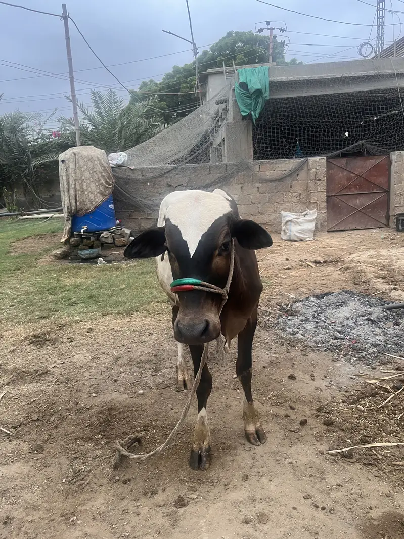 Cow for — photo 2