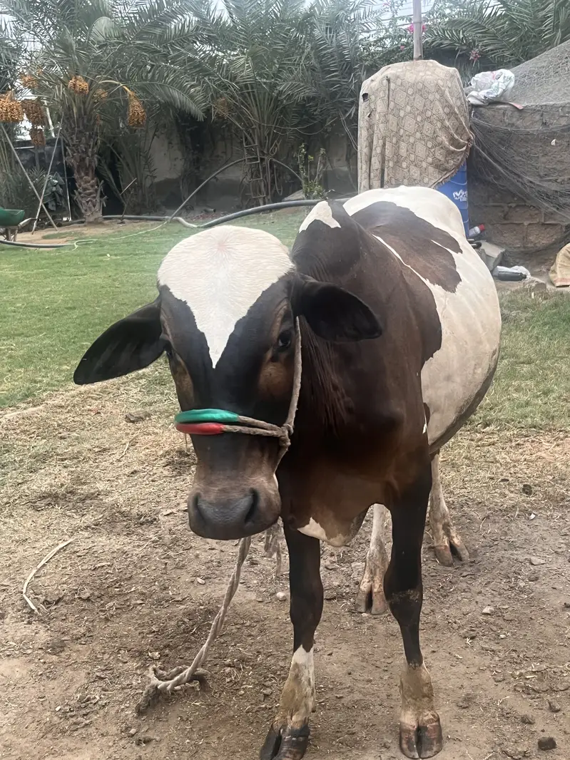 Cow for — photo 3