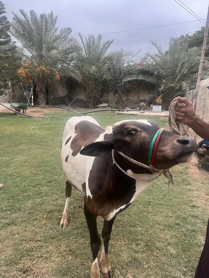 Cow for — photo 4