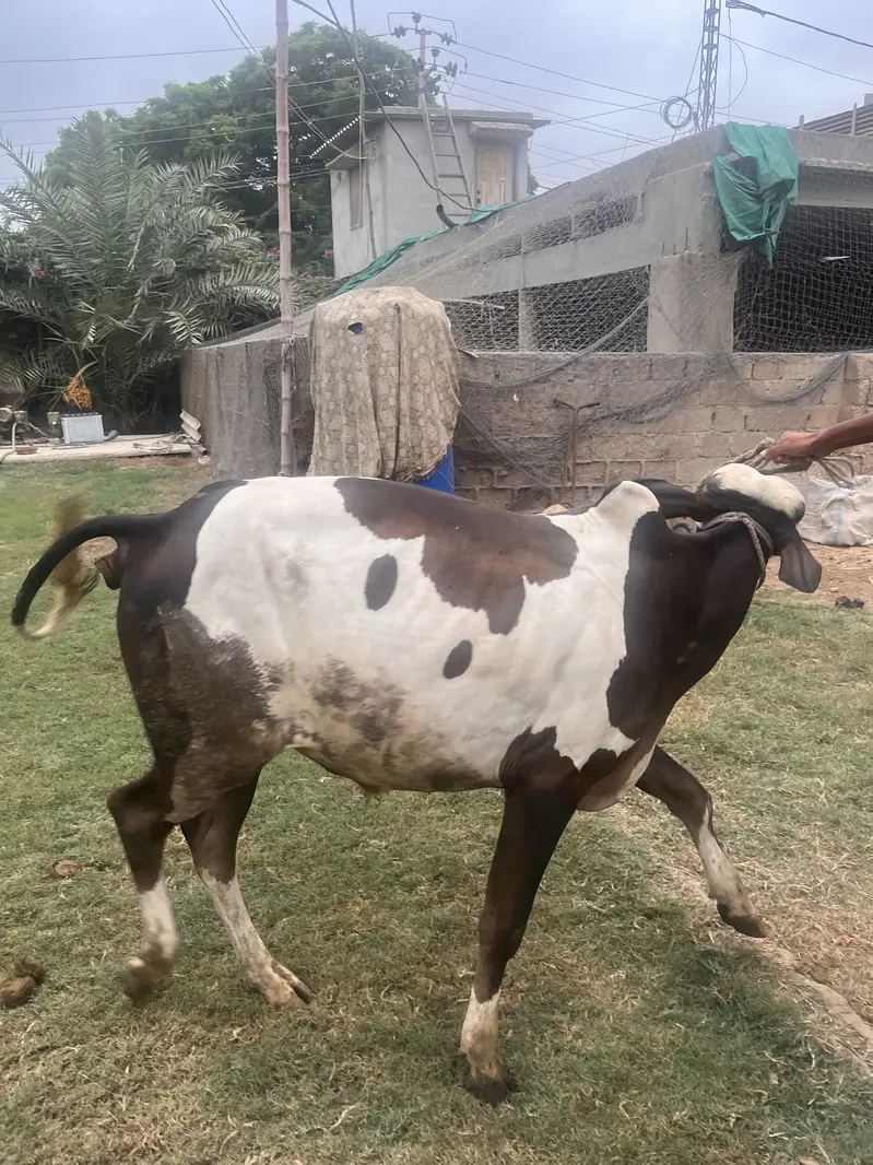 Cow for — photo 5