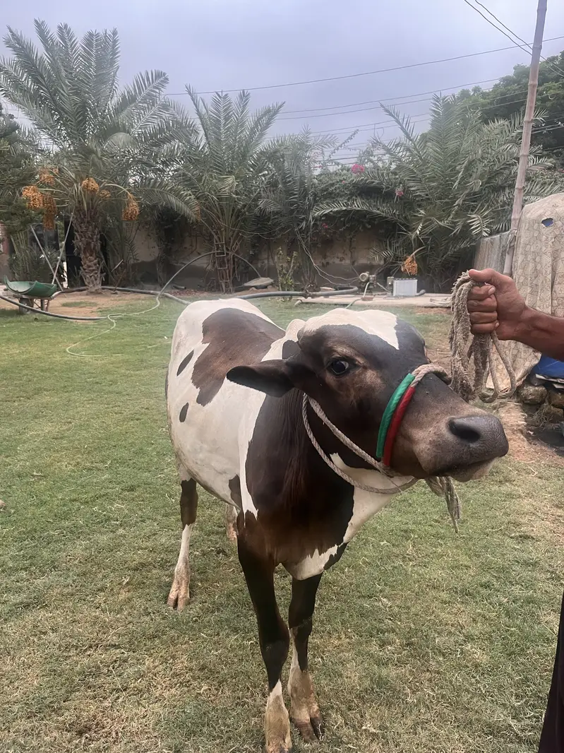 Cow for — photo 6