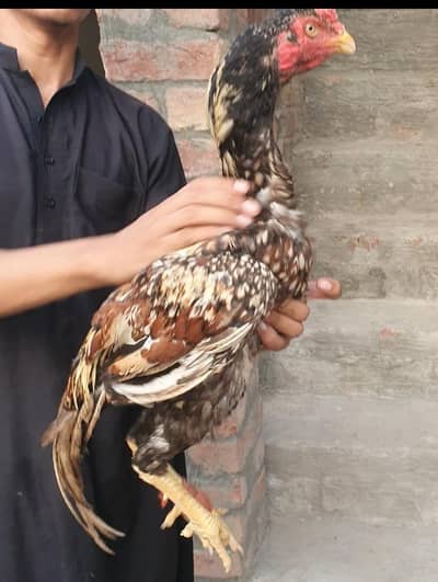 teek pati Kamaliya patha+ permozy madi breeder