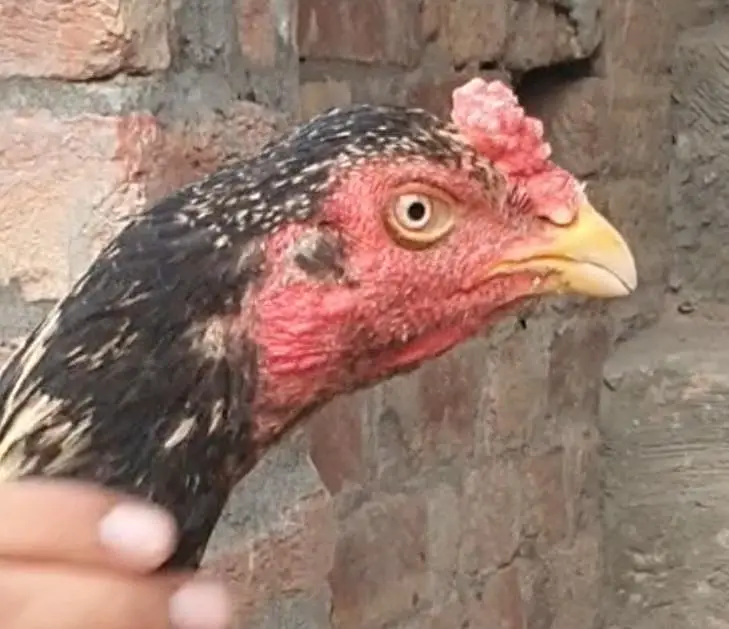 teek pati Kamaliya patha+ permozy madi breeder — photo 2