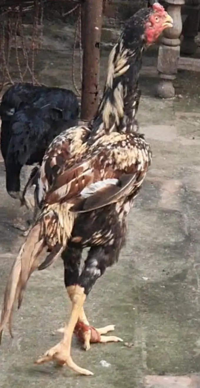 teek pati Kamaliya patha+ permozy madi breeder — photo 3