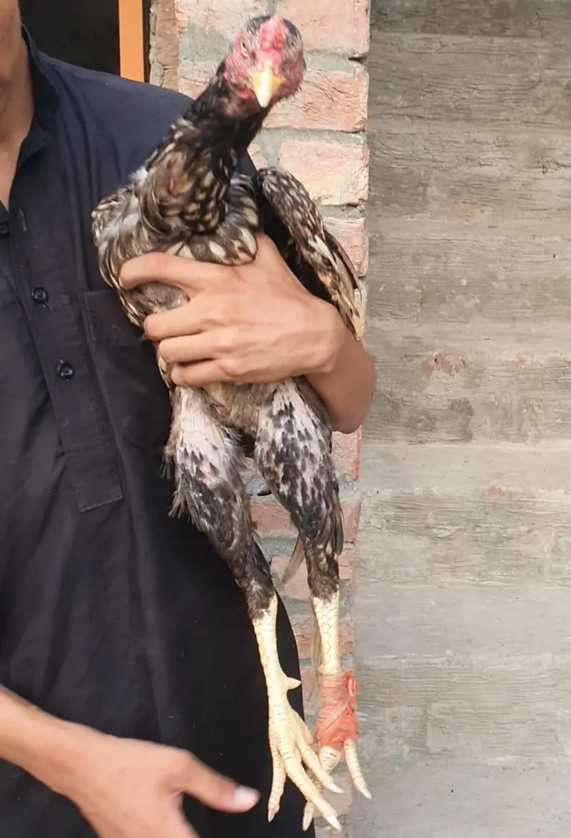teek pati Kamaliya patha+ permozy madi breeder — photo 5
