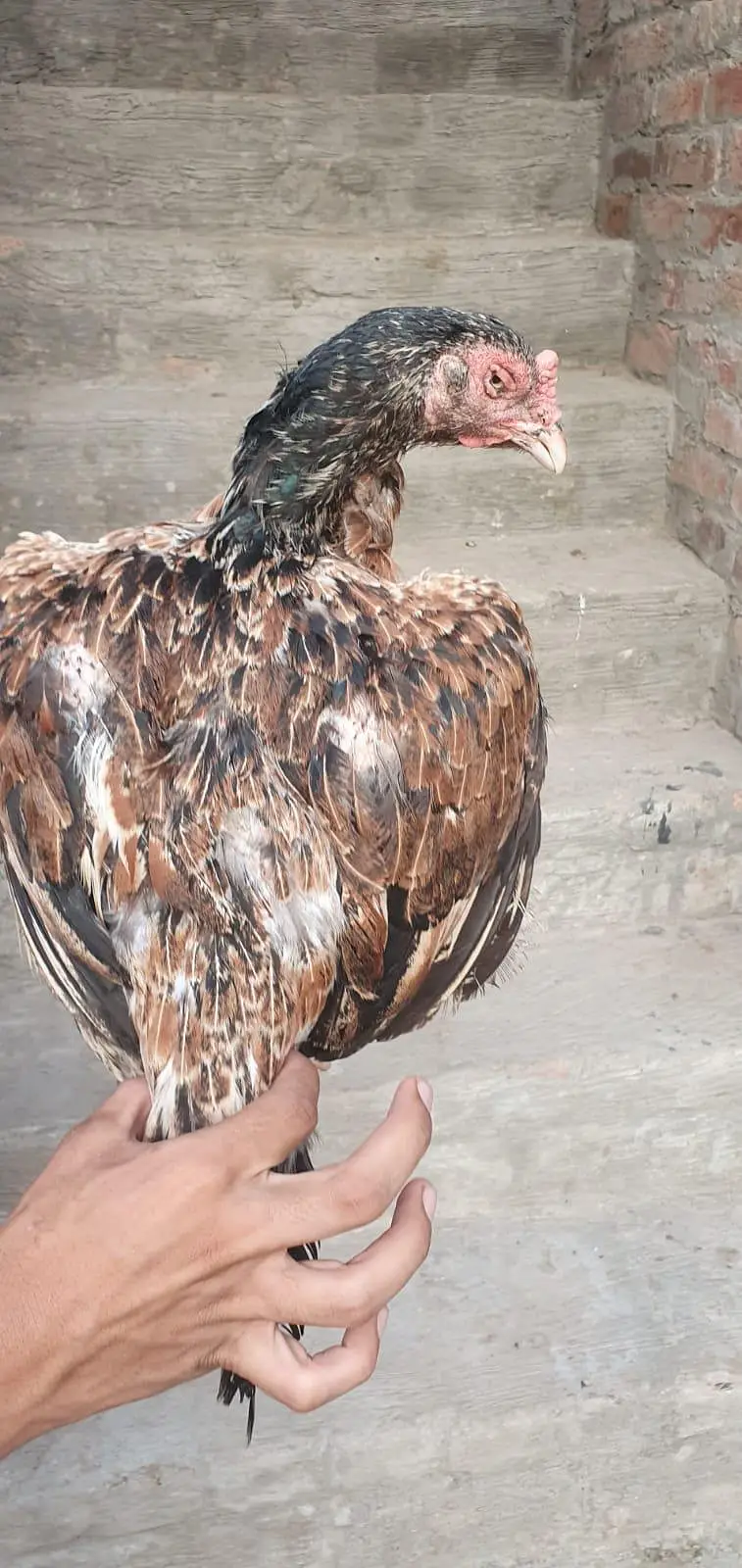 teek pati Kamaliya patha+ permozy madi breeder — photo 6
