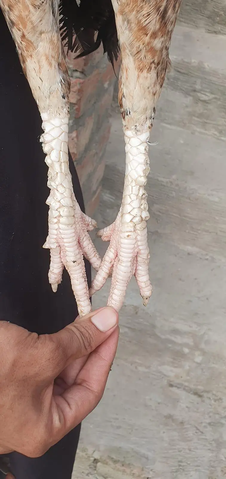 teek pati Kamaliya patha+ permozy madi breeder — photo 7