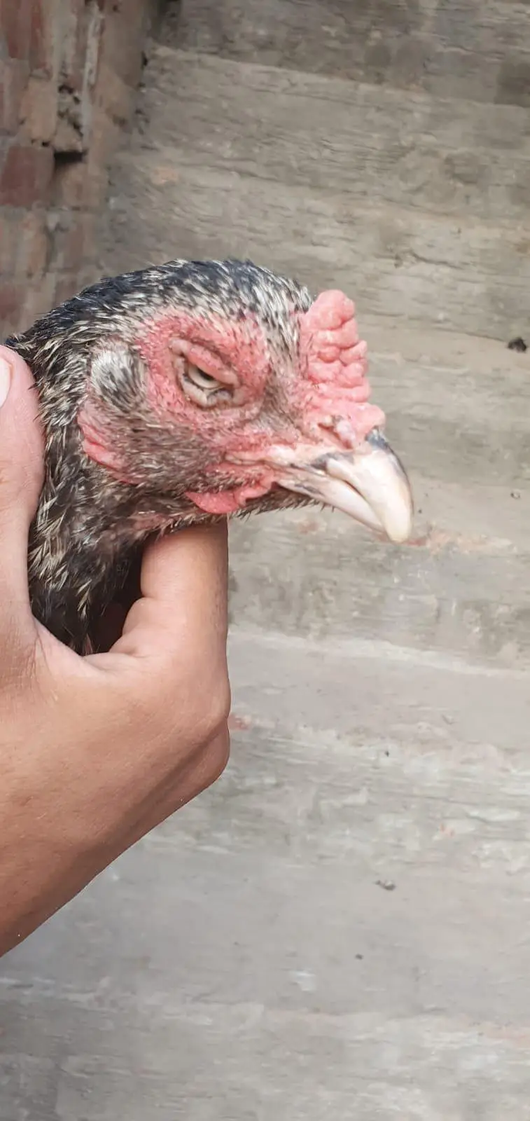 teek pati Kamaliya patha+ permozy madi breeder — photo 8
