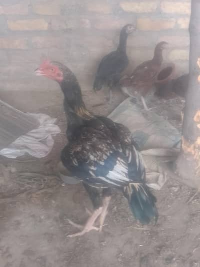 3 patha ak pathi home breed for sell