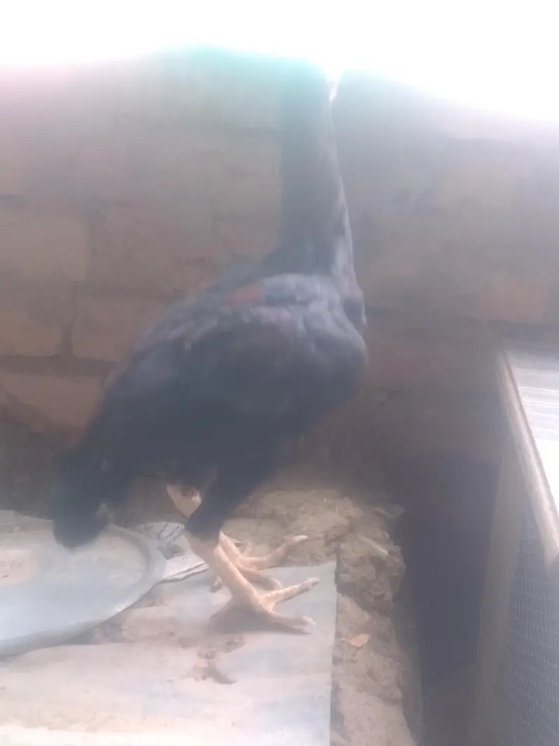3 patha ak pathi home breed for sell — photo 2
