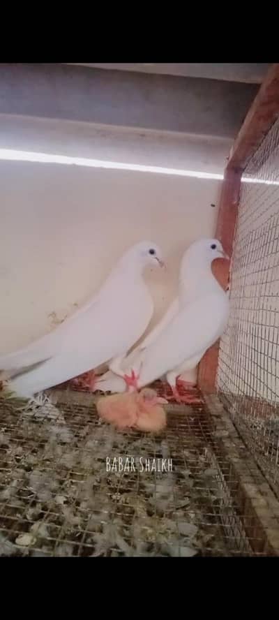 breeder pair for sale contact 03113107066