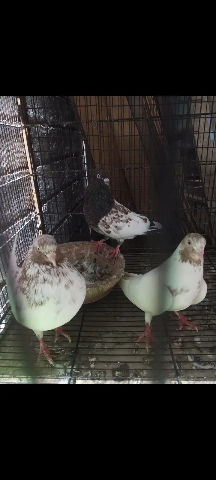 breeder pair for sale contact 03113107066 — photo 3