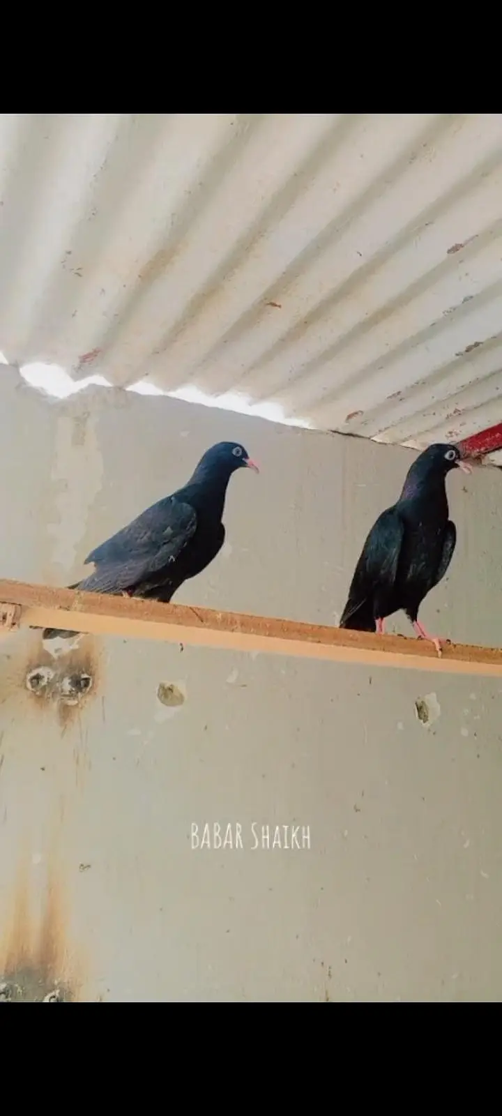 breeder pair for sale contact 03113107066 — photo 4