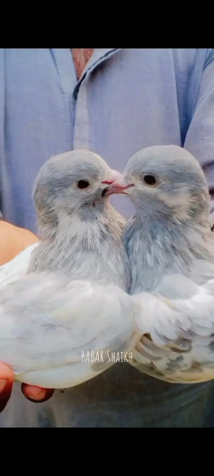 breeder pair for sale contact 03113107066 — photo 5